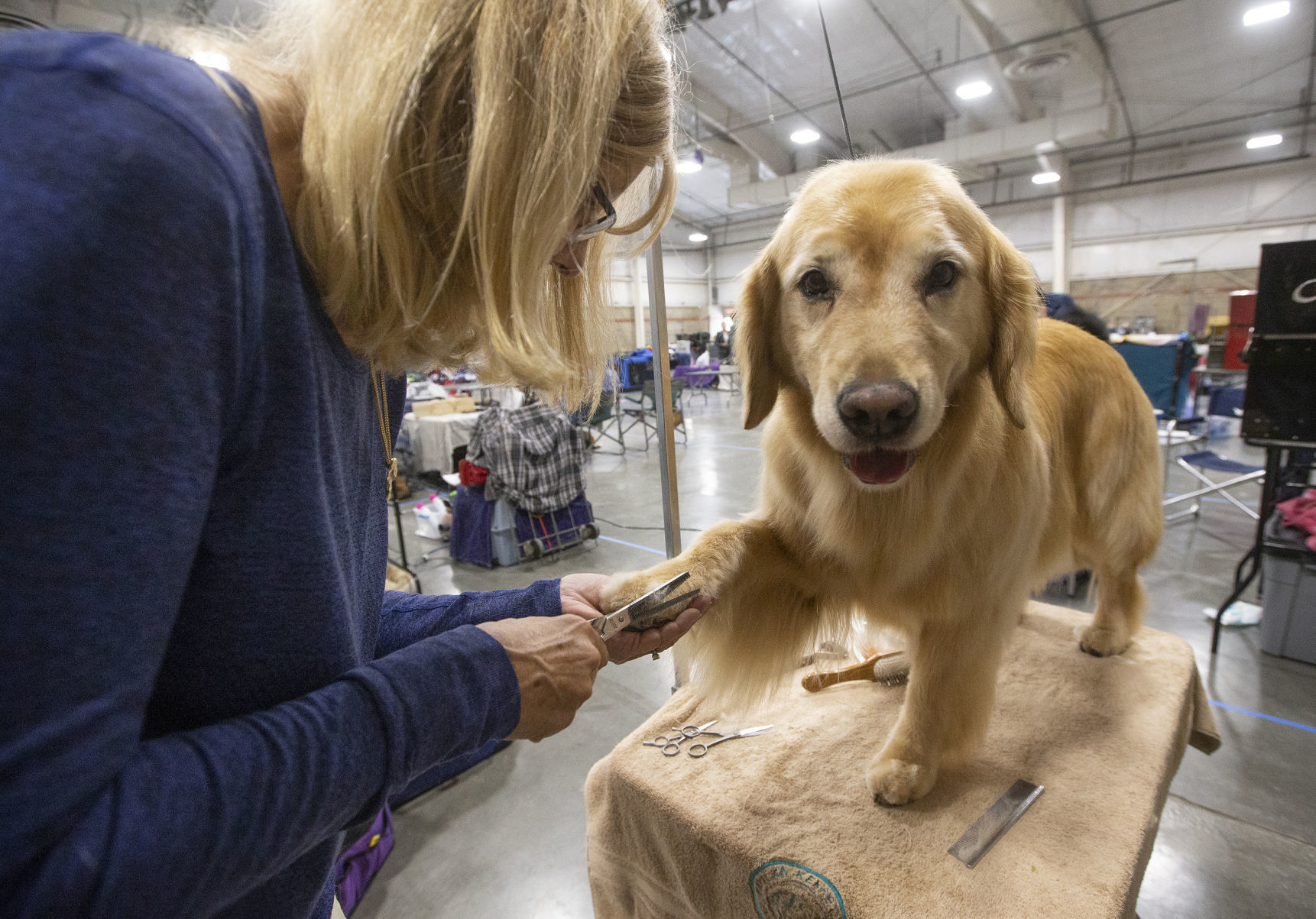 Yellowstone Valley Kennel Club All Breed Dog Show